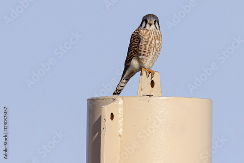 Obraz na płótnie A wild American kestrel at the Rocky Mountain Wildlife Arsenal in Colorado. w salonie