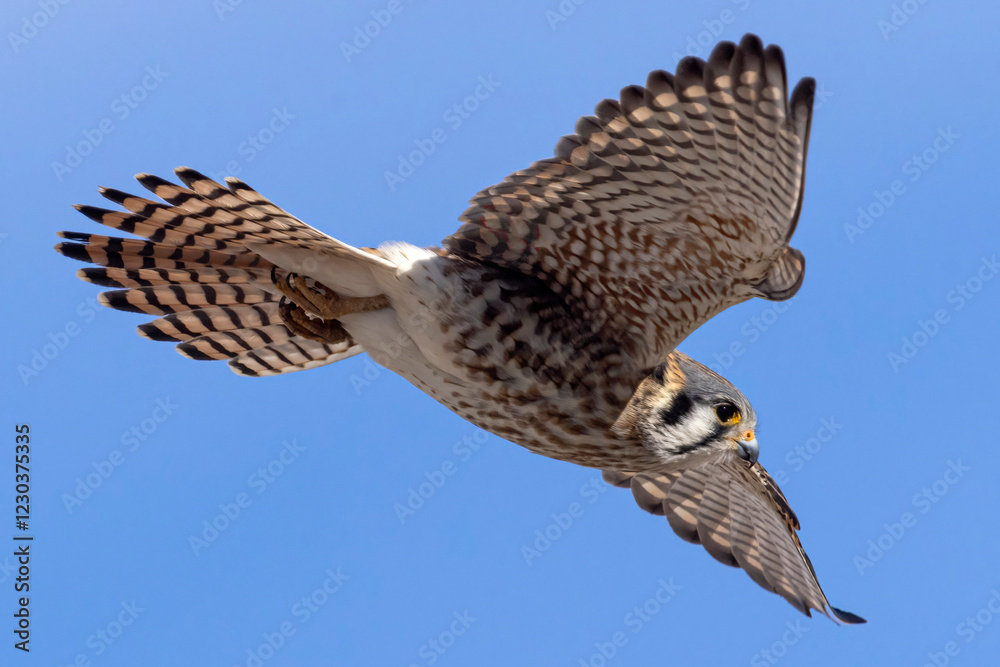 A wild American kestrel at the Rocky Mountain Wildlife Arsenal in Colorado.