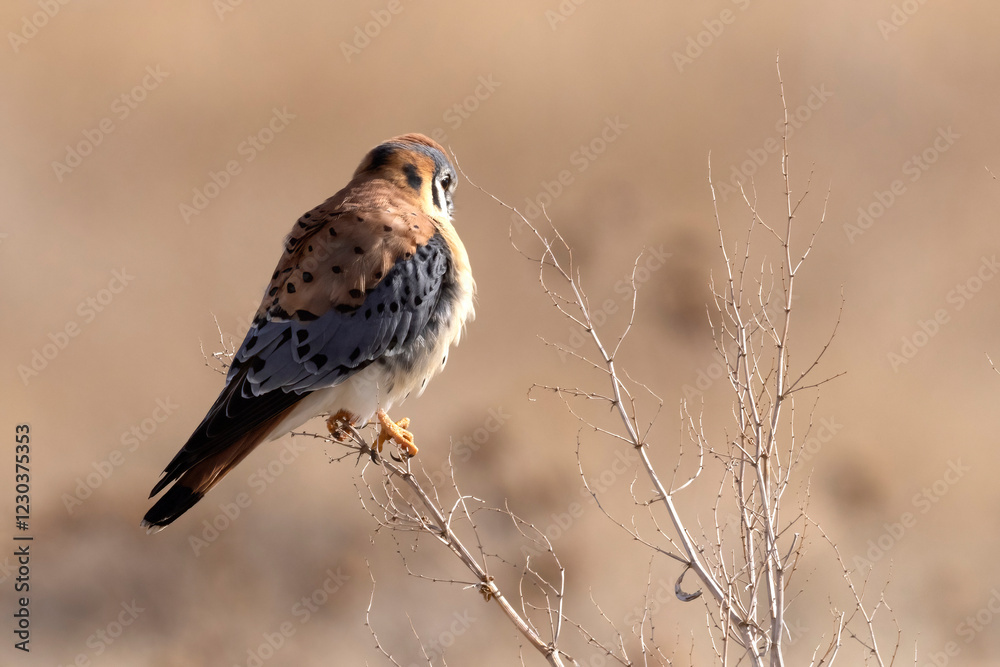 A wild American kestrel at the Rocky Mountain Wildlife Arsenal in Colorado.