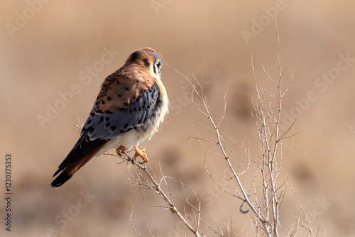 Obraz na płótnie A wild American kestrel at the Rocky Mountain Wildlife Arsenal in Colorado. w salonie