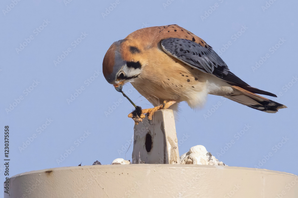 A wild American kestrel at the Rocky Mountain Wildlife Arsenal in Colorado.