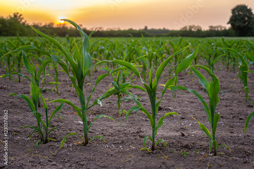 Corn field in sunset
