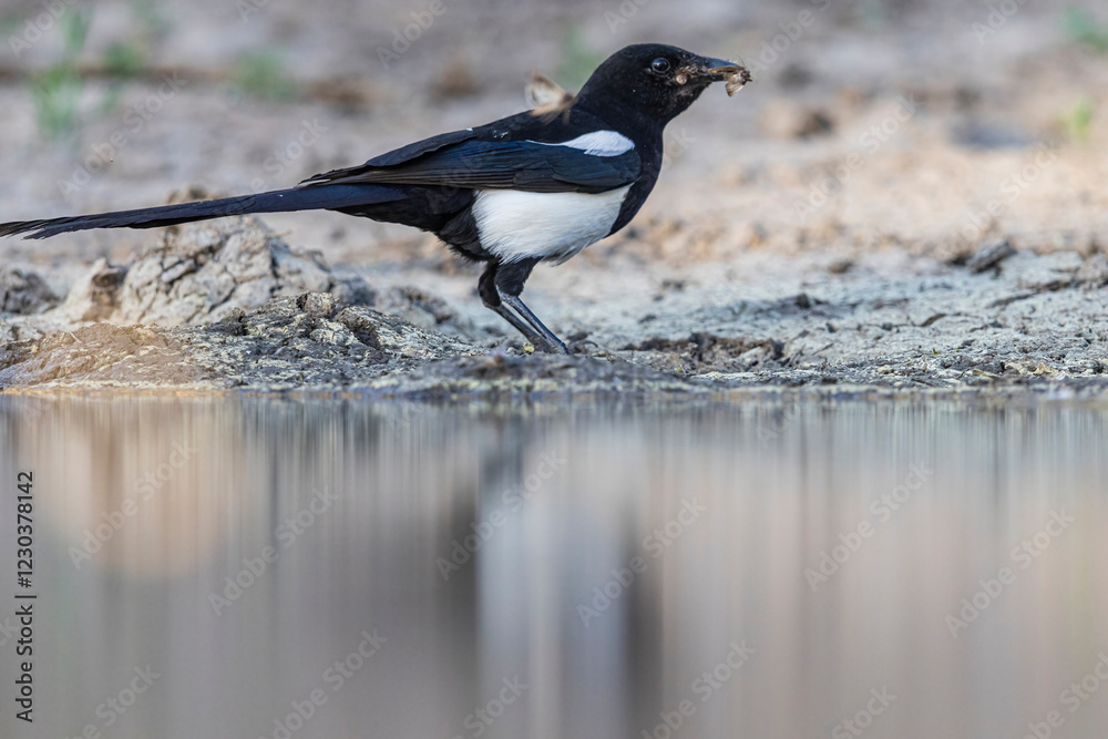A wild black-billed magpie catching moths by a pond in Elizabth, Colroado.