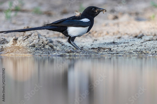 Obraz na płótnie A wild black-billed magpie catching moths by a pond in Elizabth, Colroado. w salonie