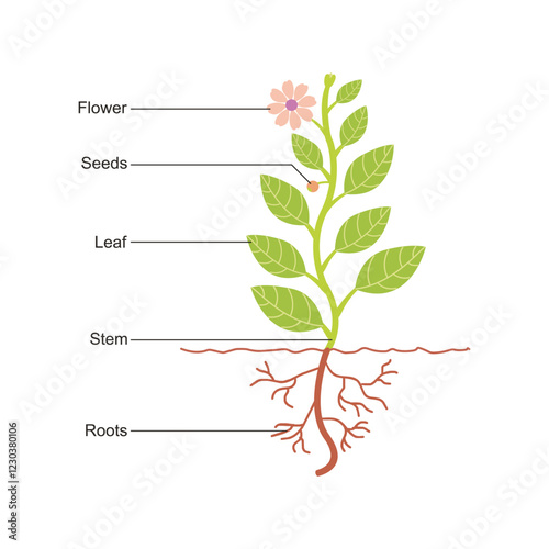 Diagram showing parts of a plant or plant anatomy