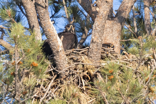 Obraz na płótnie A golden eagle nest with baby golden eagle in a tree in Elizabeth, Colorado. w salonie