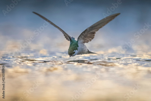 Obraz na płótnie A wild violet-green swallow catching bugs over a pond in Colorado. w salonie