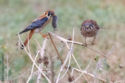 Obraz na płótnie Wild American kestrel hunting in a field in Rocky Mountain Arsenal in Colorado. w salonie