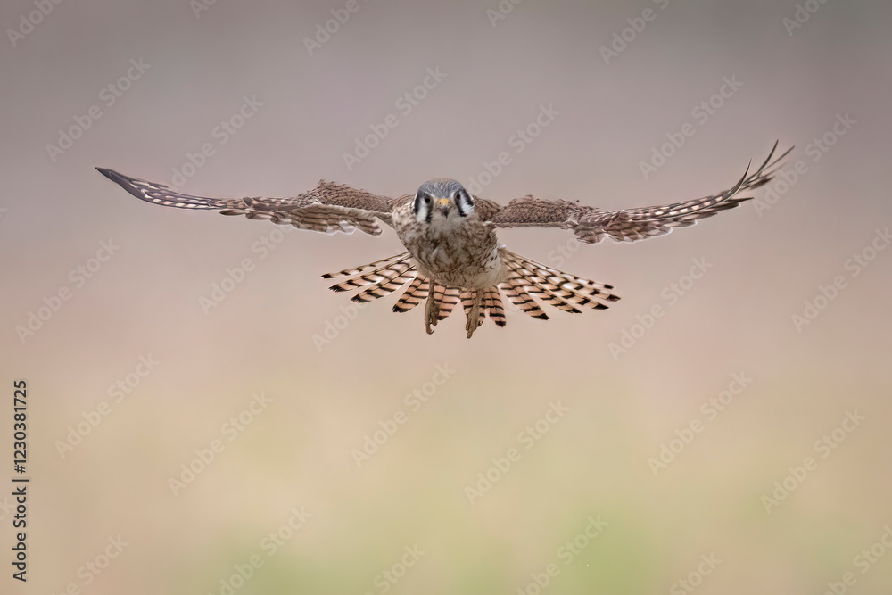 Wild American kestrel hunting in a field in Rocky Mountain Arsenal in Colorado.