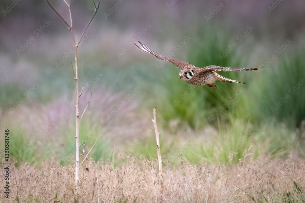 Wild American kestrel hunting in a field in Rocky Mountain Arsenal in Colorado.