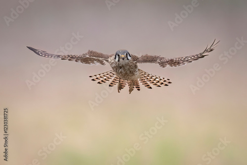 Obraz na płótnie Wild American kestrel hunting in a field in Rocky Mountain Arsenal in Colorado. w salonie