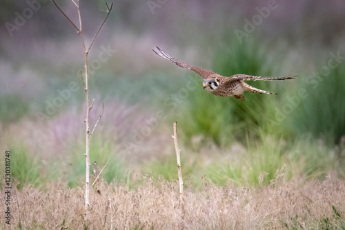 Obraz na płótnie Wild American kestrel hunting in a field in Rocky Mountain Arsenal in Colorado. w salonie