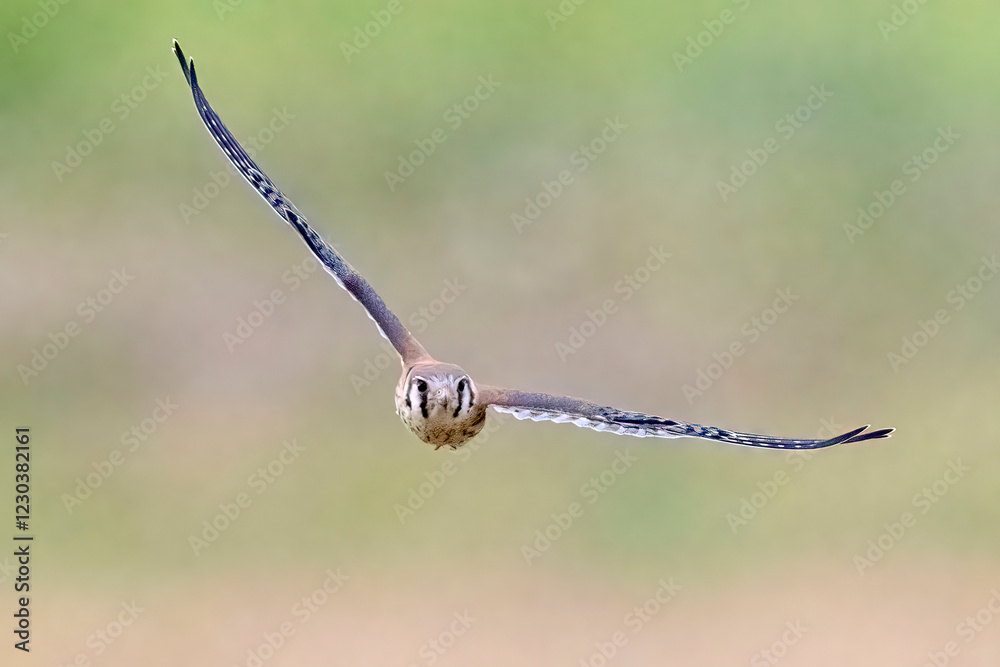 Wild American kestrel hunting in a field in Rocky Mountain Arsenal in Colorado.