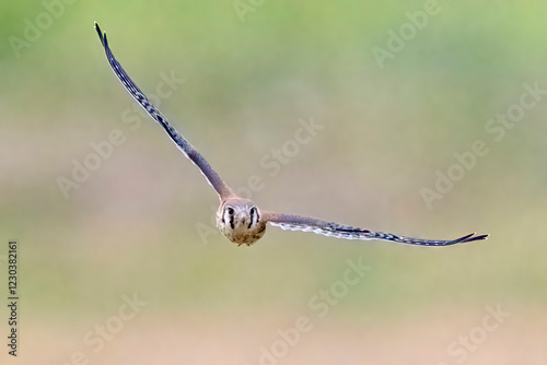 Wild American kestrel hunting in a field in Rocky Mountain Arsenal in Colorado.