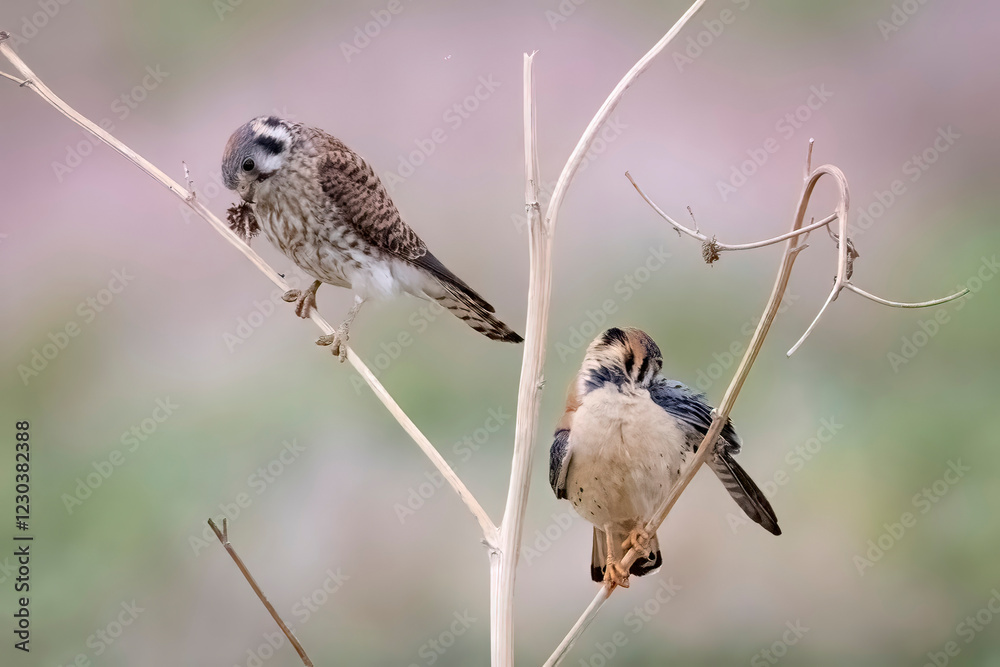 Wild American kestrel hunting in a field in Rocky Mountain Arsenal in Colorado.