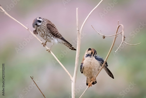Obraz na płótnie Wild American kestrel hunting in a field in Rocky Mountain Arsenal in Colorado. w salonie