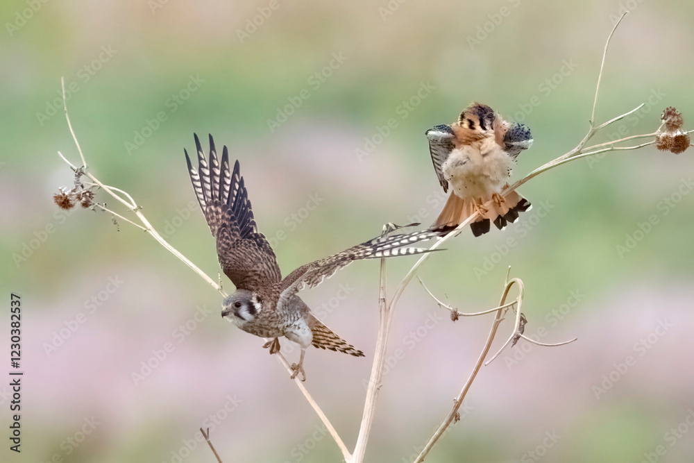 Wild American kestrel hunting in a field in Rocky Mountain Arsenal in Colorado.
