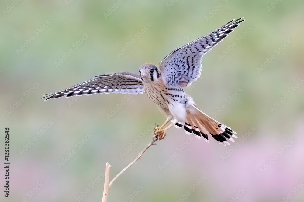 Wild American kestrel hunting in a field in Rocky Mountain Arsenal in Colorado.