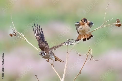 Obraz na płótnie Wild American kestrel hunting in a field in Rocky Mountain Arsenal in Colorado. w salonie