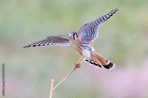 Wild American kestrel hunting in a field in Rocky Mountain Arsenal in Colorado.