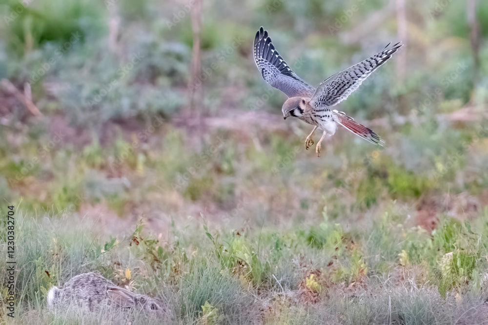 Wild American kestrel hunting in a field in Rocky Mountain Arsenal in Colorado.
