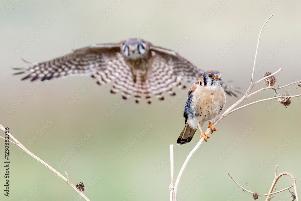 Wild American kestrel hunting in a field in Rocky Mountain Arsenal in Colorado.