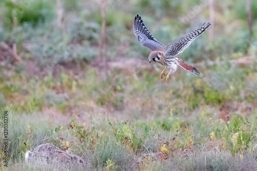 Obraz na płótnie Wild American kestrel hunting in a field in Rocky Mountain Arsenal in Colorado. w salonie