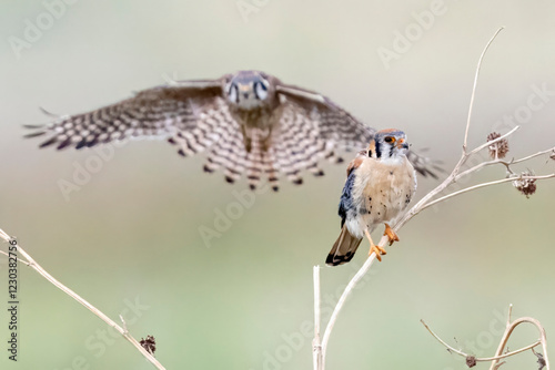 Obraz na płótnie Wild American kestrel hunting in a field in Rocky Mountain Arsenal in Colorado. w salonie