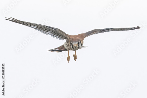 Wild American kestrel hunting in a field in Rocky Mountain Arsenal in Colorado.