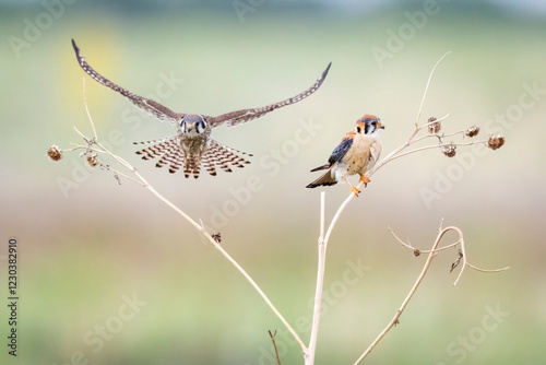 Wild American kestrel hunting in a field in Rocky Mountain Arsenal in Colorado.