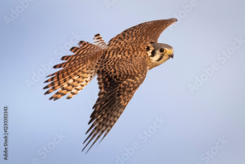 Foto Wild American kestrel hunting in a field in Rocky Mountain Arsenal in Colorado