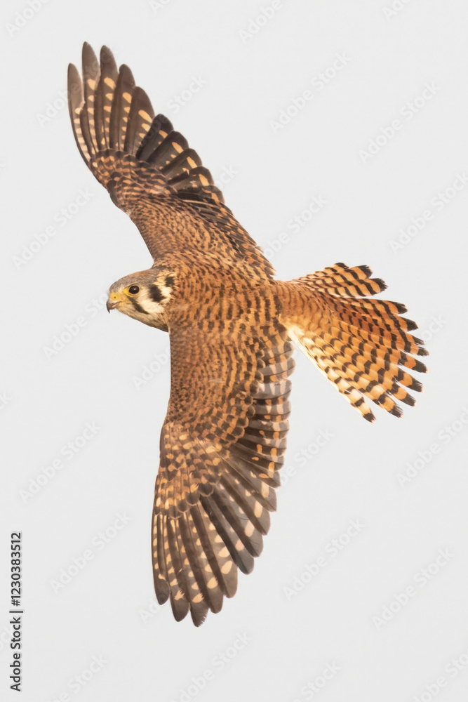 Wild American kestrel hunting in a field in Rocky Mountain Arsenal in Colorado.
