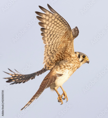 Obraz na płótnie Wild American kestrel hunting in a field in Rocky Mountain Arsenal in Colorado. w salonie