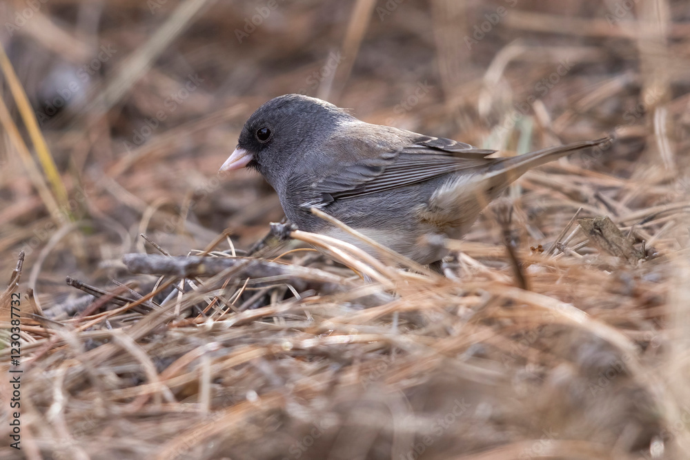 A wild dark-eyed junco in Elizabeth, Colorado.