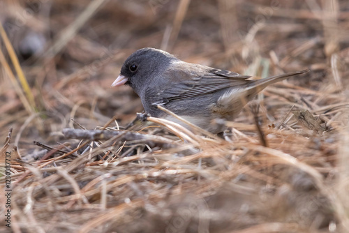 Obraz na płótnie A wild dark-eyed junco in Elizabeth, Colorado. w salonie
