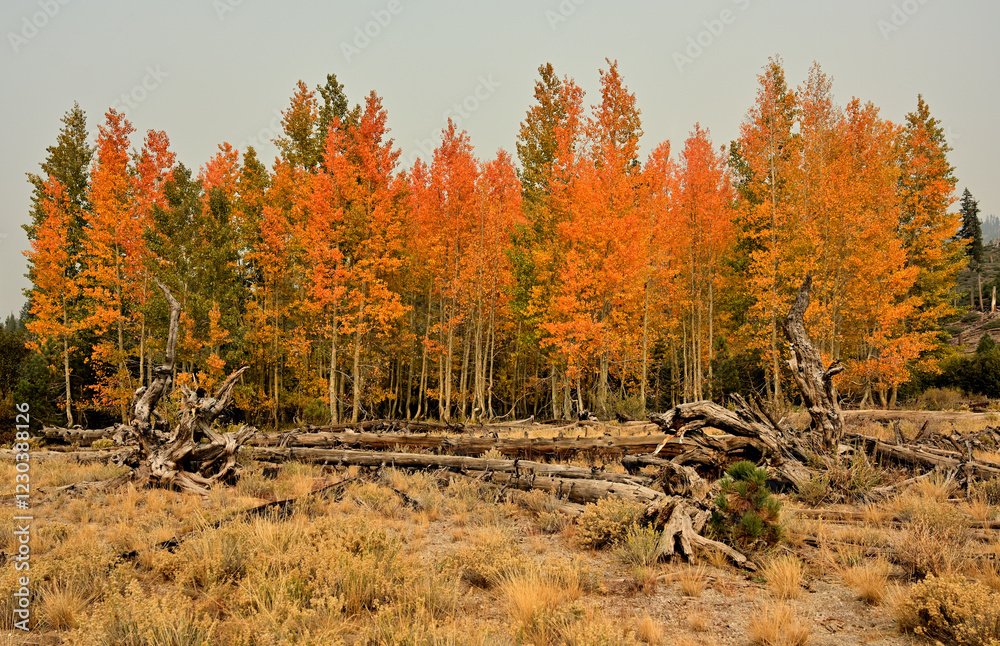 Fototapeta premium A Quaking Aspen grove in fall colors at Devil's Postpile National Monument, California.