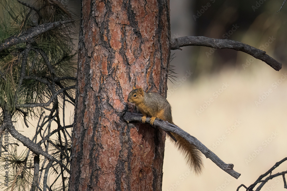 Wild fox squirrel in a tree in Colorado