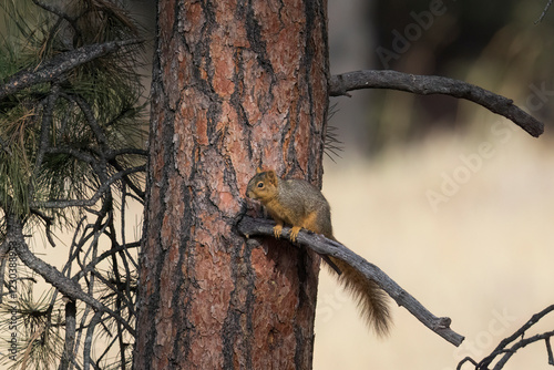 Obraz na płótnie Wild fox squirrel in a tree in Colorado w salonie