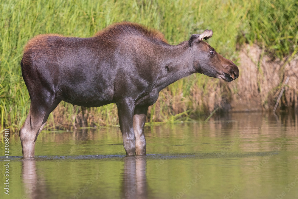 Wild moose in Rocky Mountain National Park in Colorado.