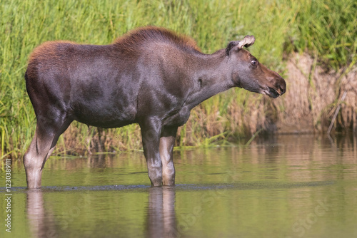 Obraz na płótnie Wild moose in Rocky Mountain National Park in Colorado. w salonie