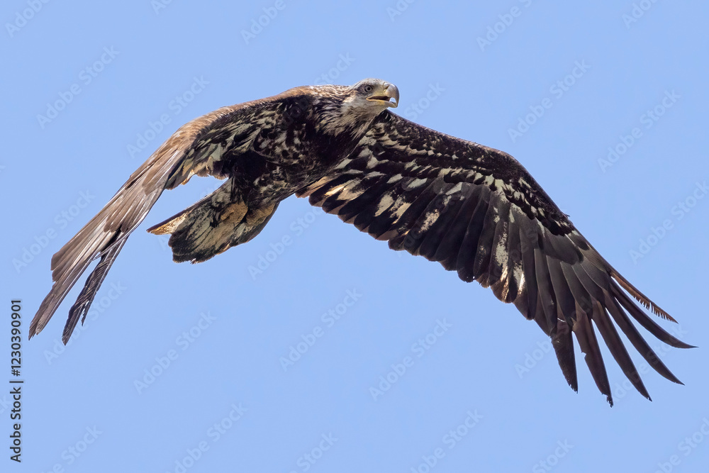A wild juvenile bald eagle in Grand Teton National Park in Wyoming.