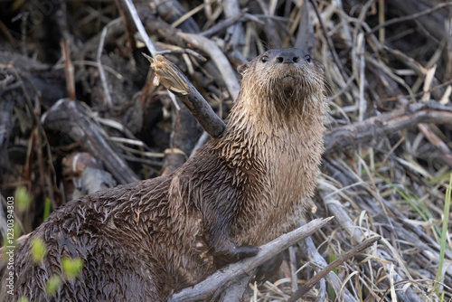 Wild river otters in Grand Teton National Park in Wyoming.