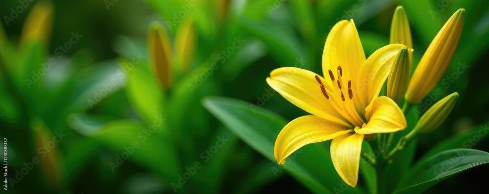 Lush green foliage with bright yellow lily blooms, yellow, nature, lush Lush green foliage with bright yellow lily blooms, yellow, nature, lush