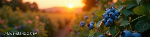 Warm sunset light filters through blueberry bushes, farm, flowers, blueberries