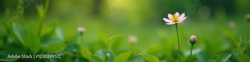 Wallpaper Mural A delicate wildflower blooms amidst the dense underbrush, greenery, nature, flowers Torontodigital.ca