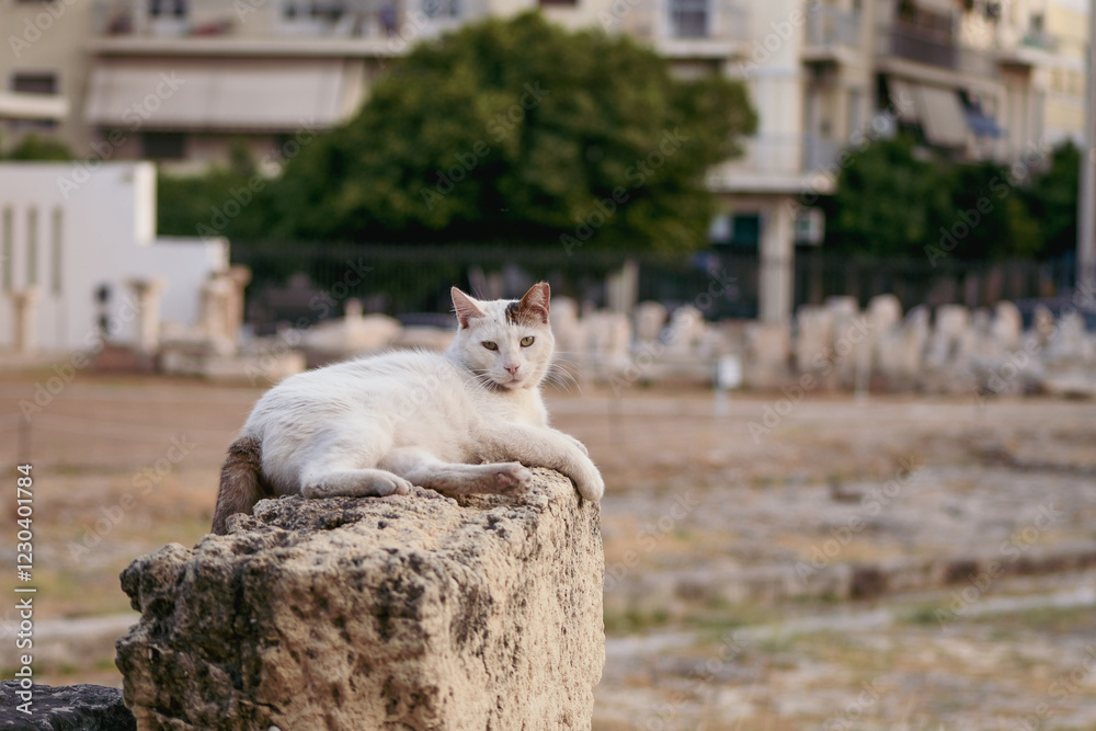 Obraz premium cat on a monument in Greece