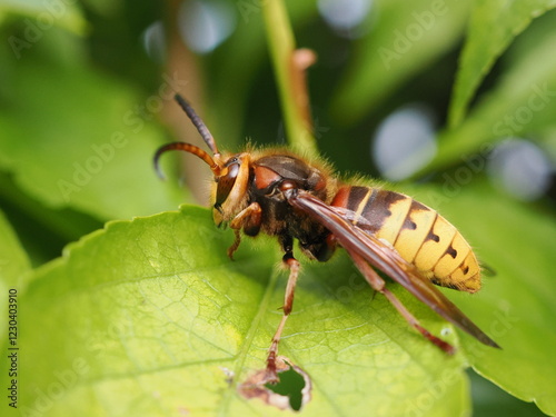 Szerszeń europejski (Vespa crabro) photo