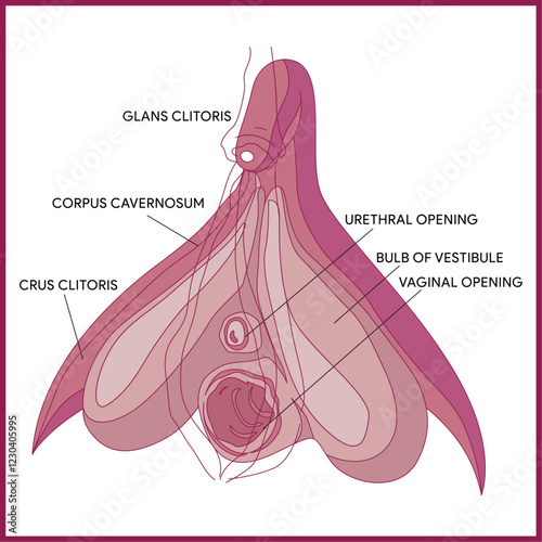 Clitoris inner anatomy and Vaginal inner anatomy