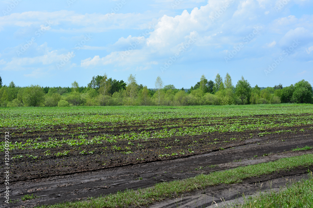 Young Plants in an agricultural field with some trees in the background Young Plants in an agricultural field with some trees in the background