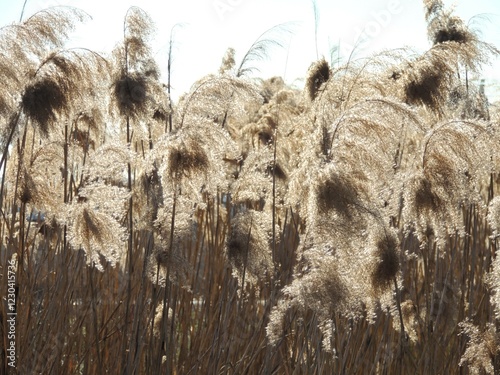 beautiful texture of beige dried flowers with long tassels in light wind illuminated by soft sun, natural textured background with sunlight and dry blooms of marshy area photo